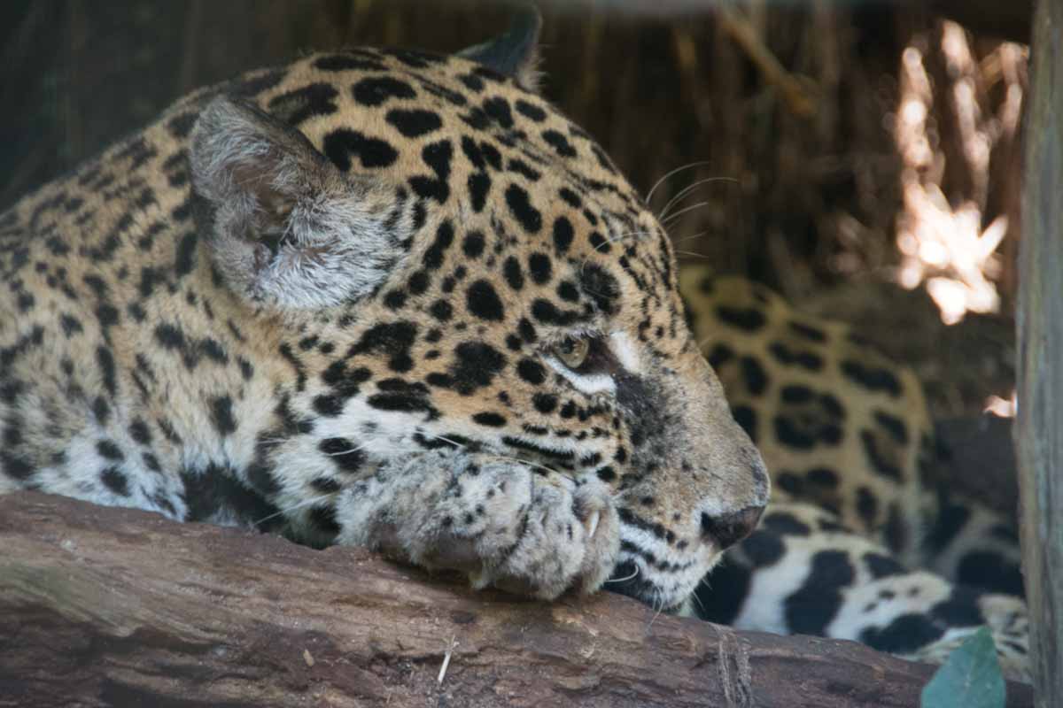 Jaguar at Belize Zoo A Jaguar lounging at Belize Zoo