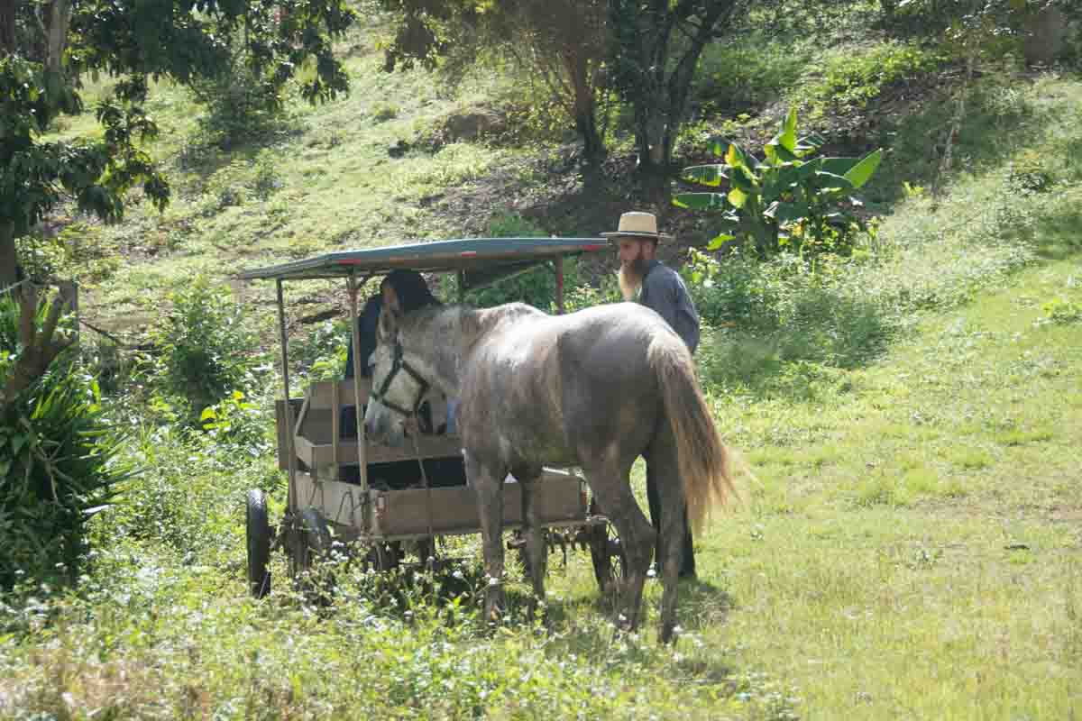 Mennonites at Rest A Mennonite couple with their horse and buggy resting by the road