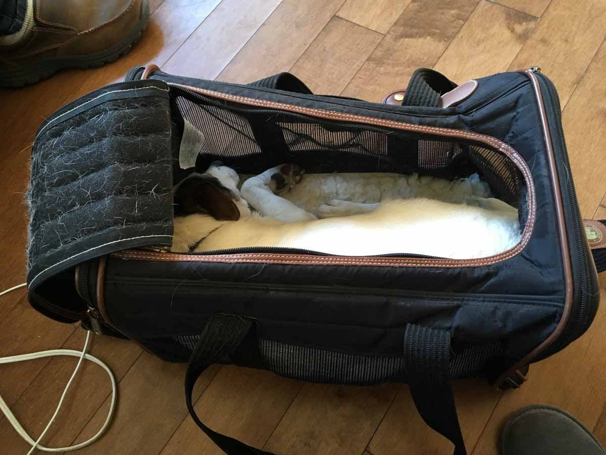 Our little mutt napping in her pet carrier